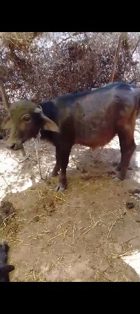 9723197610 ફોન કરો