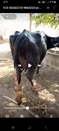 થંબનેલ 2