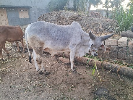 थंबनेल 2