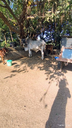 બળદ વેચવાનો છે