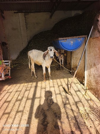 વાછડી વેચવાની છે