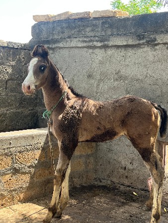 વસેરો વેસવા નો સે