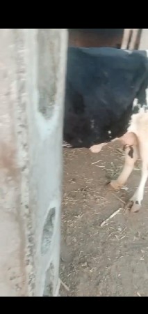 ગાય વૈશવાની છે