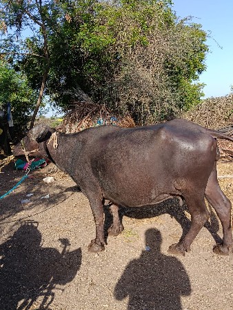 ભેંસ વેચવાની છે