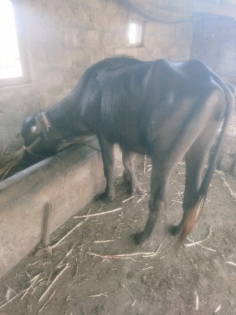 થંબનેલ 2