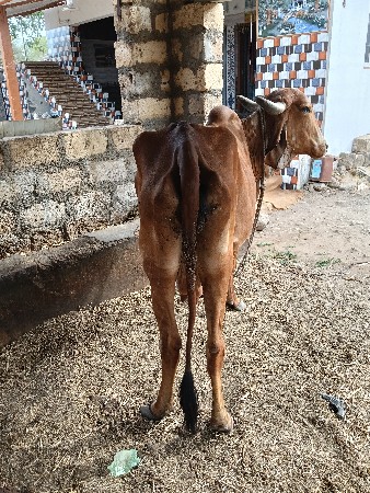 દસકદેમાવાયજછે