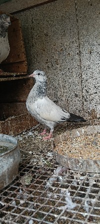 थंबनेल 2