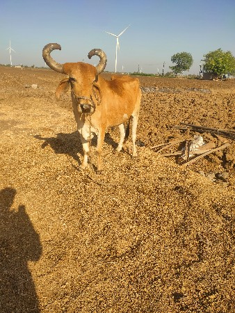 બળદ વેચવાના છે