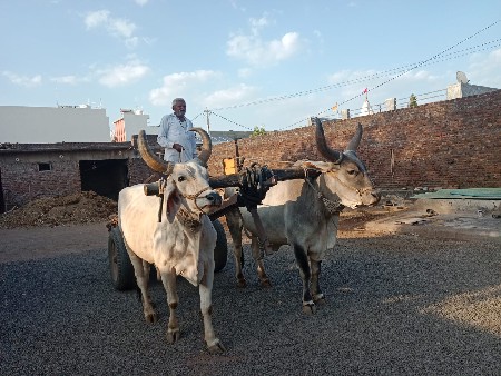 બળદવેશવાનાછે 2વાવણીવાવેલછે