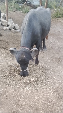 સાત ખડેલા વેચવાના છે