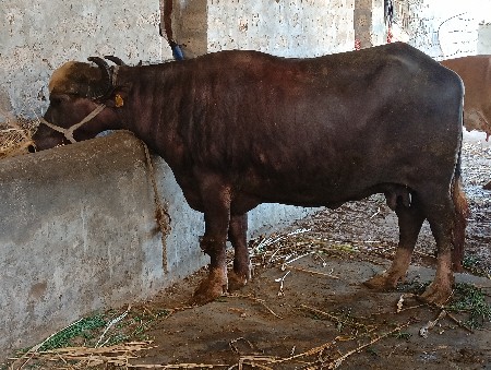 ભેંશ વેચવાની છે