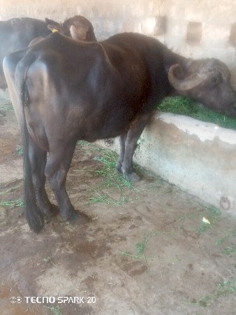 બીજું વેતર વસે