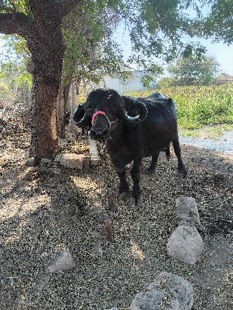 ભેંસ વેચવાની છે