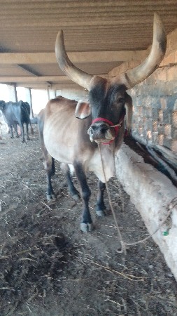 थंबनेल 2