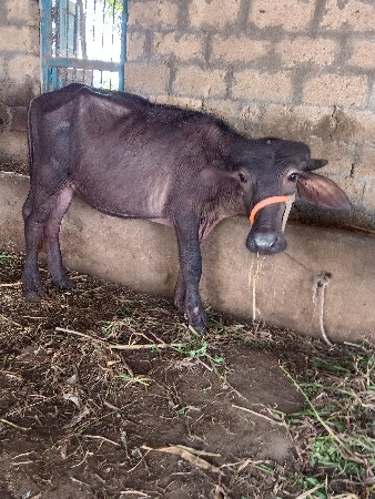 થંબનેલ 3