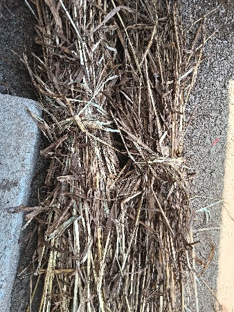 બાજરાની કળબ (પૂરા) વેચવાની છે .