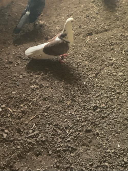 થંબનેલ 3