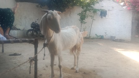 વેચવાનું