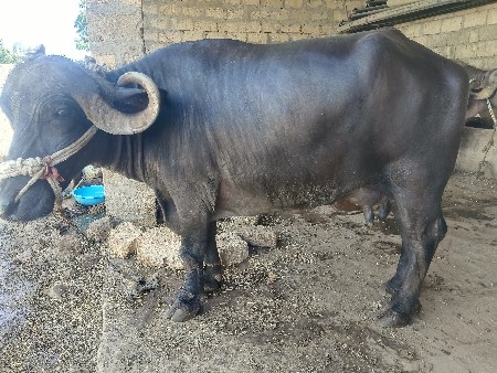 ભેંશ વેચવાની છે