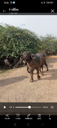 પાડો વેચાવા સે