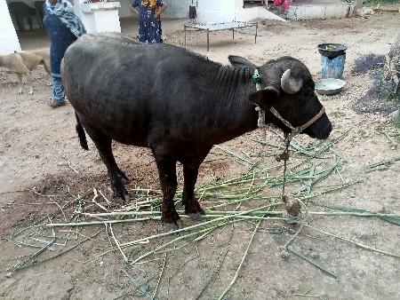 थंबनेल 3