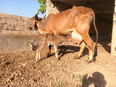 વેચવાની છે