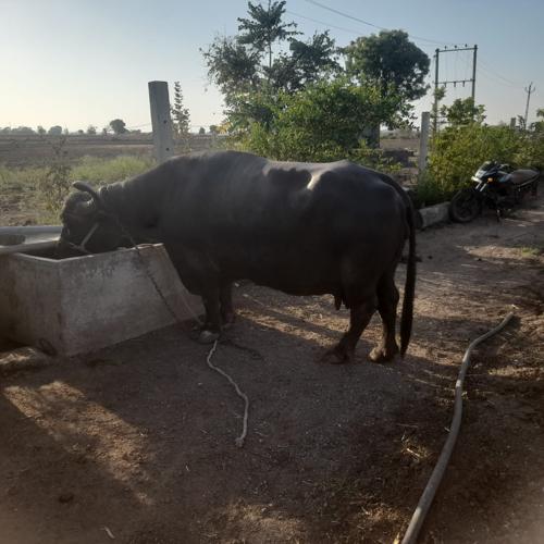 ભેંસ વેચવાની છે
