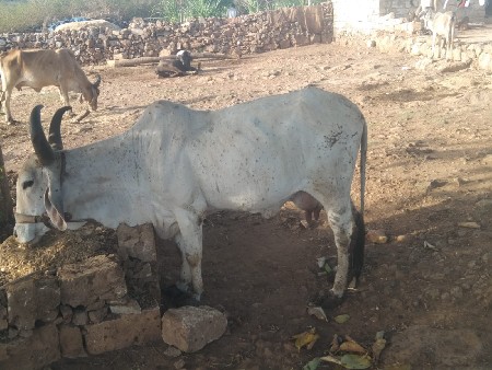 थंबनेल 2