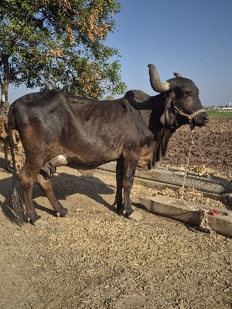 Kali gay vechvani chhe