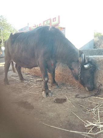 थंबनेल 2