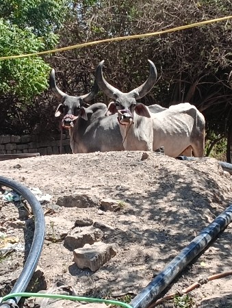 ઘોધલા બળદ વેચવાના છે
