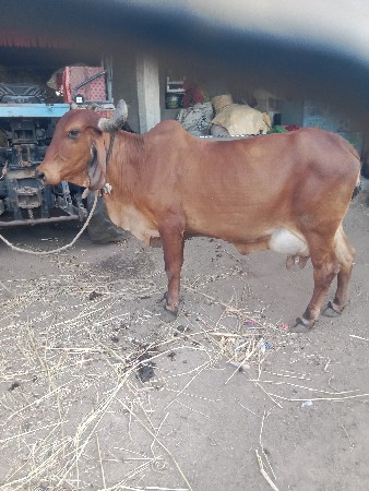 થંબનેલ 3