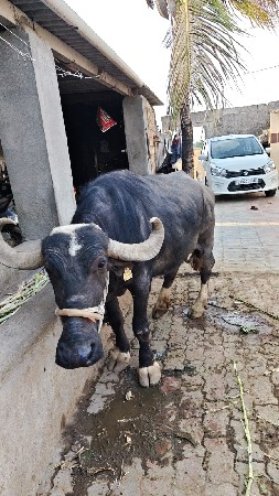 थंबनेल 2