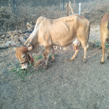 થંબનેલ 3