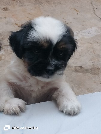 ગલુડીયા વેઅંવાના છે