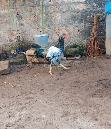 थंबनेल 2