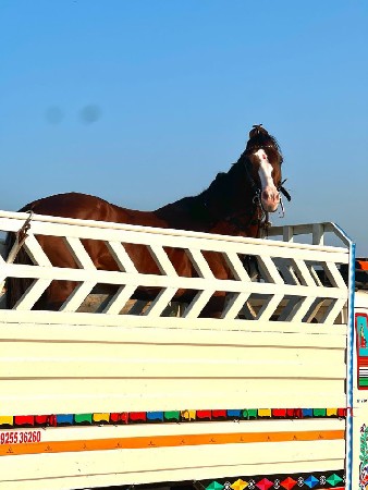 આ ઘોડો વેચવાનો છે