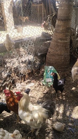 થંબનેલ 3