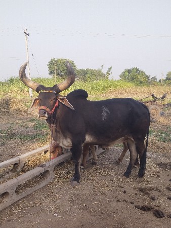 બળદ વેચવાનો છે