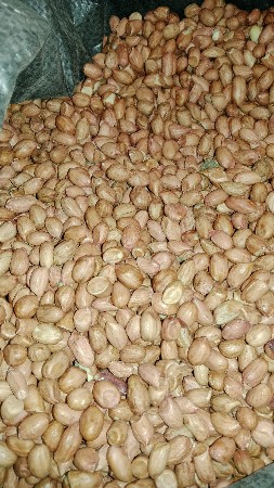 જી.20મગફળી.કોરી