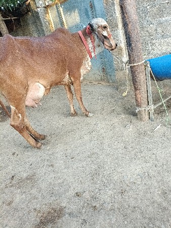 ગાય વેચવાની છે