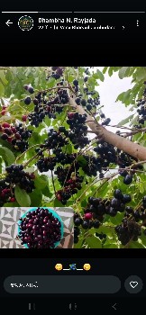 જી 20 
મગફળી નો સારો વેચવાનો છે