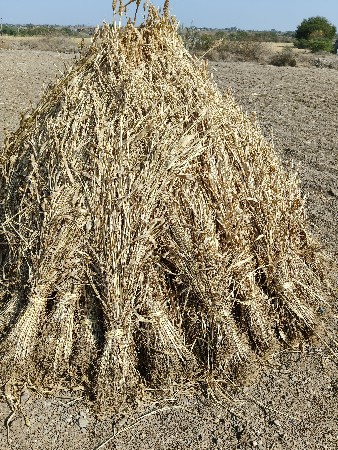 નિરણ વેચવાની છે