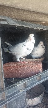 थंबनेल 2