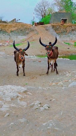 थंबनेल 2