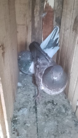 કબુતર વેચવા ના 2 જોડી