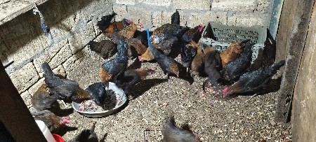 સોનાલી મૂરઘી