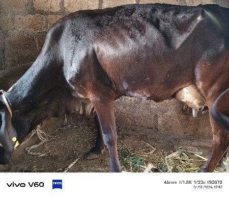 એચ. એફ. ગાય વેચવાની છે