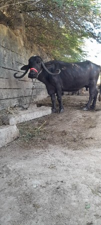 थंबनेल 2