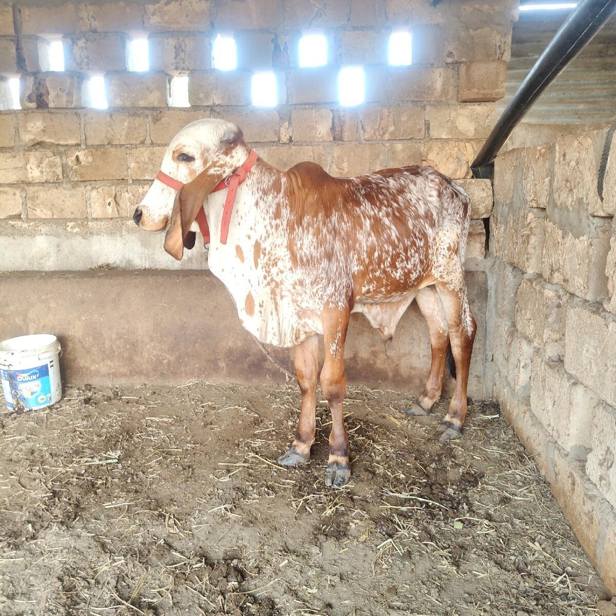 અસલ ગીર વાચડો વેચાવાનો સે .